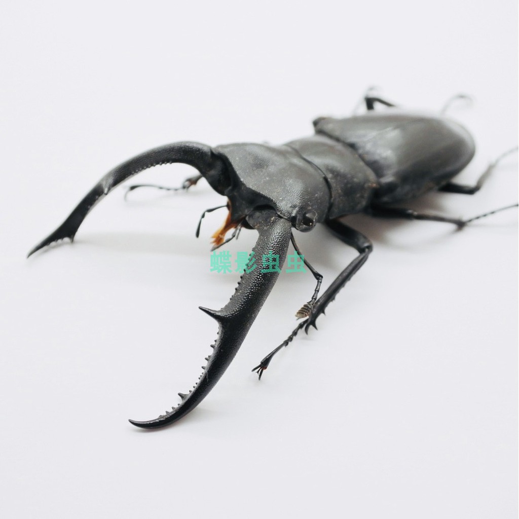通販 Hexarthrius kiyotami標本 forsteri - 虫類用品 - hlt.no 通販 Hexarthrius kiyotami標本 forsteri - 虫類用品 - hlt.no