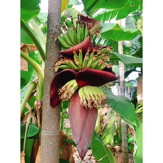 香蕉花 香蕉葉daun Pisang 芭蕉葉300g 40元 美人蕉 芭蕉 蝦皮購物