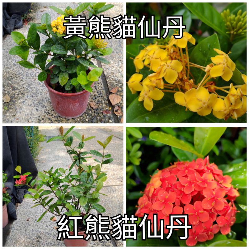 黃、紅熊貓仙丹【新中港園藝】黃熊貓仙丹 綠化 植物 開花 籬笆