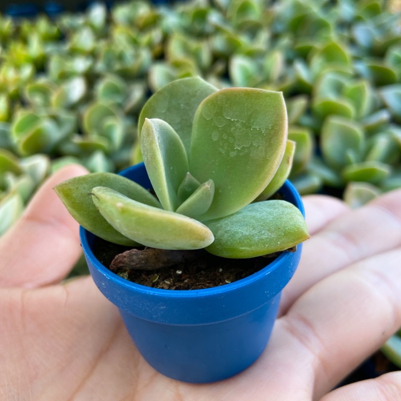 1吋迷你盆 德雷 狀態徒長 多肉植物 仙人掌 蝦皮購物