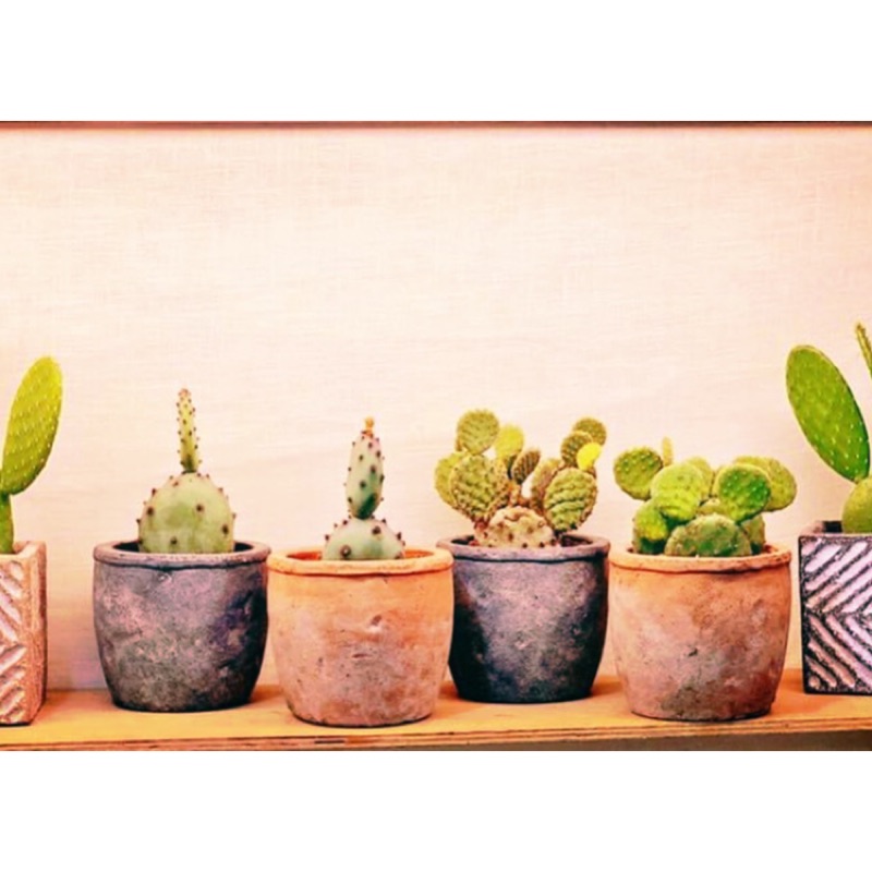 雙木林嚴選 日式zakka園藝陶盆花器 圓形陶盆紅色黑色兩色多肉植物必備 蝦皮購物