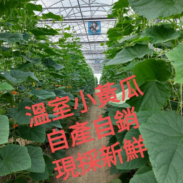 新鮮小黃瓜，溫室生產，安全無毒