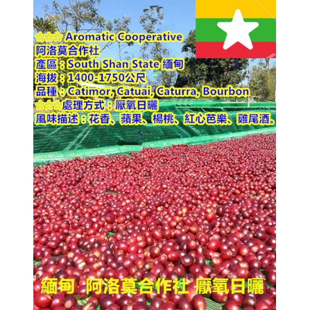 推薦-緬甸  (阿洛莫合作社 厭氧日曬 )精品 咖啡豆 站長 推薦 超值1kg生豆