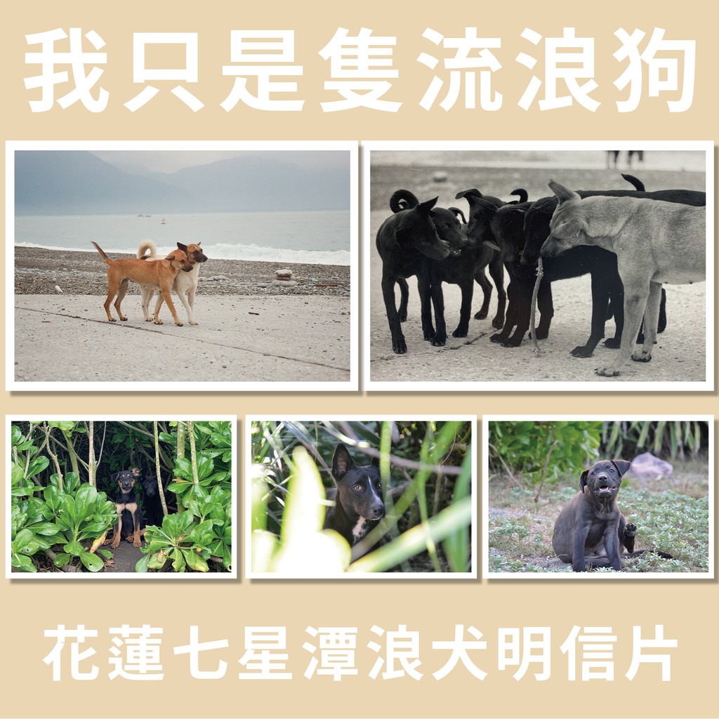 《我只是隻流浪狗》浪犬明信片-花蓮七星潭系列全五款｜收入扣除成本將捐出10%給相信動物協會(FFA)