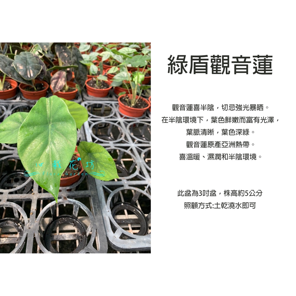 心栽花坊-綠盾觀音蓮/綠葉觀音蓮/3吋/綠化植物/室內植物/觀葉植物/售價100特價80