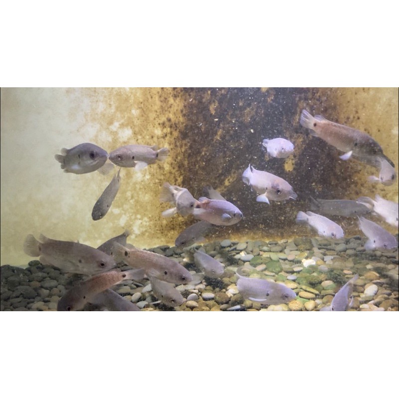 陶弟弟 泰國 在地 美食 爬樹魚攀木鱸攀木魚攀鱸2隻 組美食料理迷鰓魚不用打氣 蝦皮購物