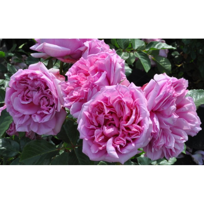 龐帕杜夫人 Rose Pompadour。悠遊山城(創始店)5-6吋盆玫瑰~特價350