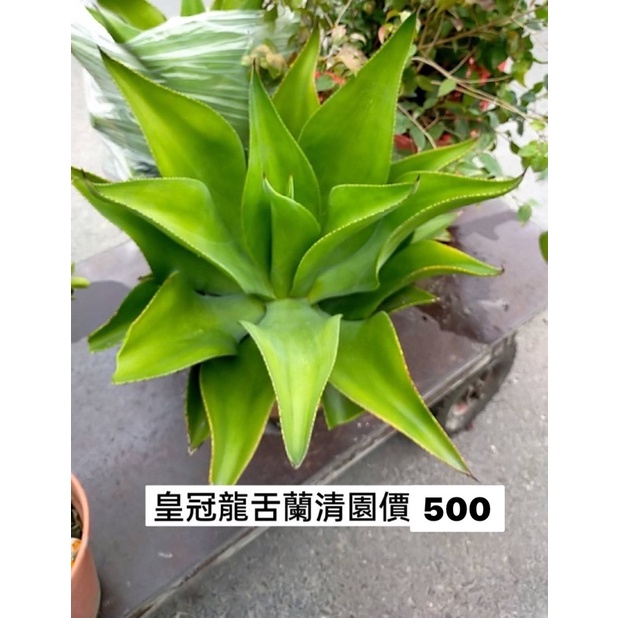皇冠龍舌蘭清園價500元5-6吋盆