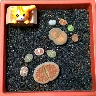 貓爪石頭玉組盆與珍奇石頭玉組盆