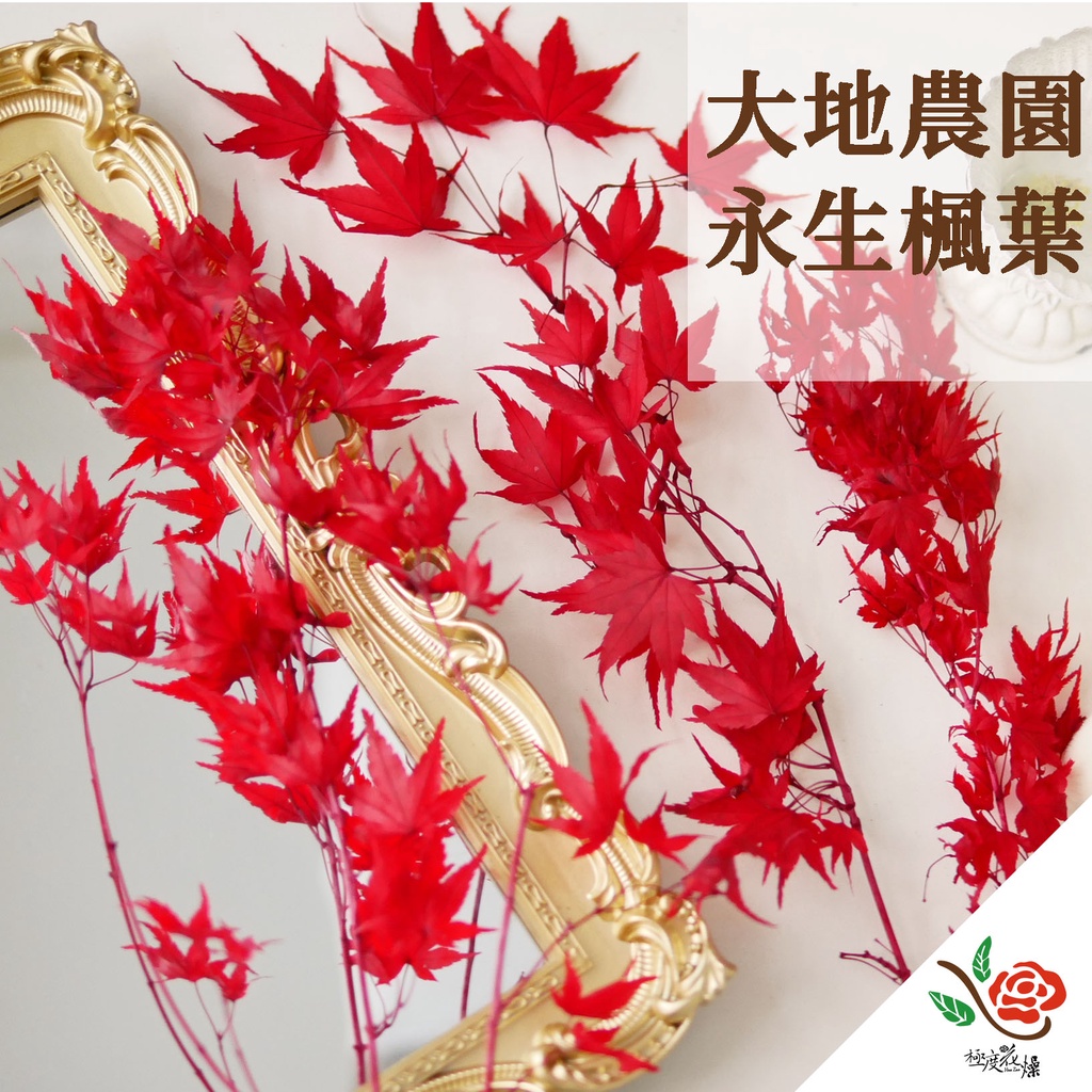 永生楓葉實拍圖現貨 極度花燥 楓葉紅葉秋天大地農園永生花不凋花乾燥花葉材葉子花材 蝦皮購物