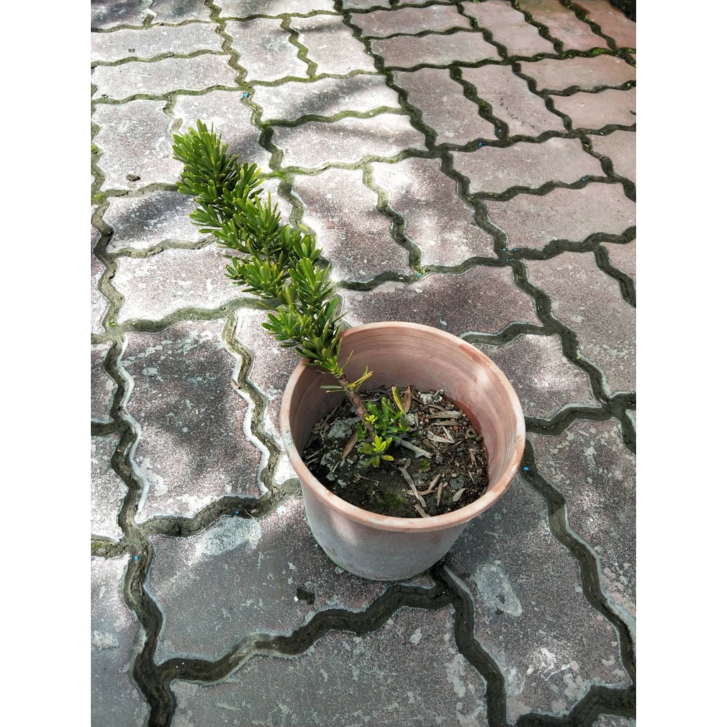☈綠玫☈喬木植物☈金鑽羅漢松-5/6吋☈