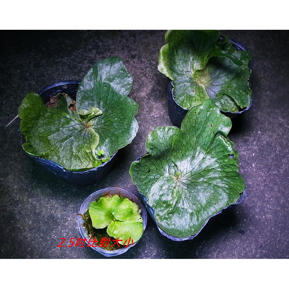 巨大鹿角蕨 Platycerium Superbum 超級棒鹿角蕨 4吋盆 蝦皮購物