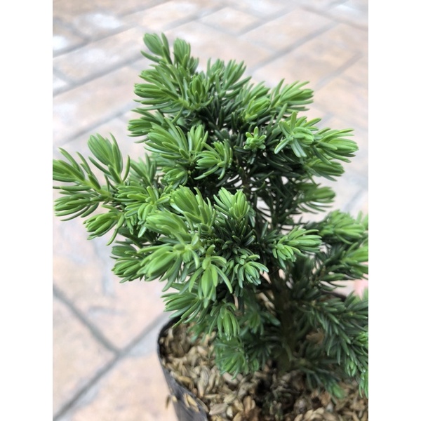 三河盆栽　杜松　盆栽 Amazon.com: Eve's Garden 日本杜松盆景樹,10 歲日本杜松樹,種植
