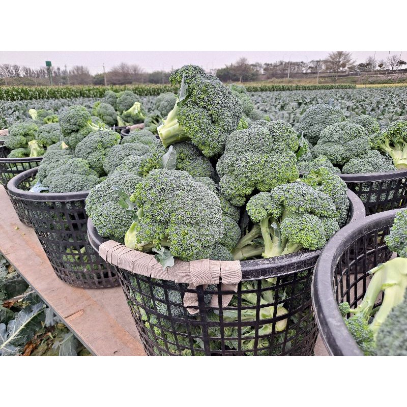 花椰菜萃取 優惠推薦 21年9月 蝦皮購物台灣