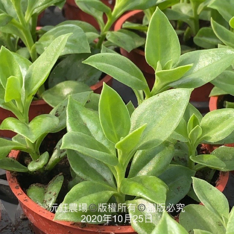 沅鈺農場多肉植物太陽玫瑰 花蔓草 露養植物有葉傷 蝦皮購物