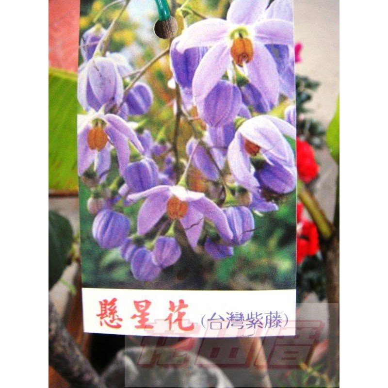 懸星花 那裏買最便宜與商品比價 21年10月 飛比價格