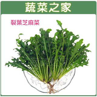 【蔬菜之家滿額免運】大包裝A64裂葉芝麻菜種子20克(約60000顆)