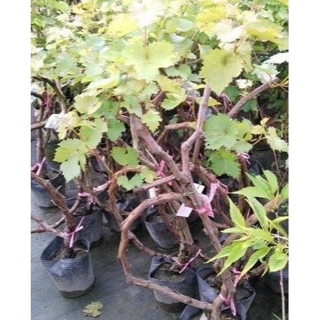 花花日本黑金剛巨峰葡萄 3吋盆 高60cm可以開花結果成株 蝦皮購物