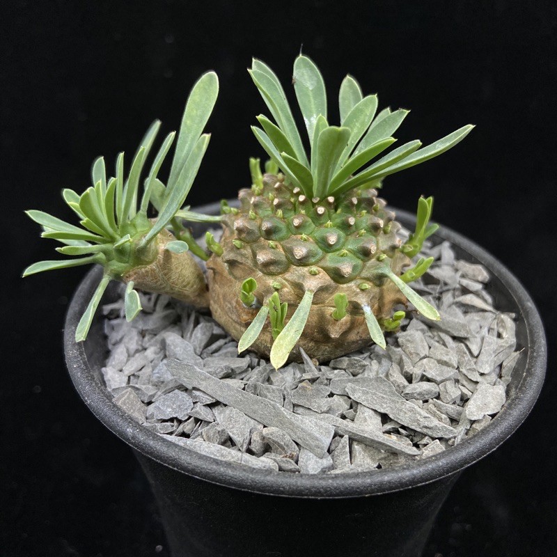 老欉峨眉山塊根多肉植物特殊植物 蝦皮購物