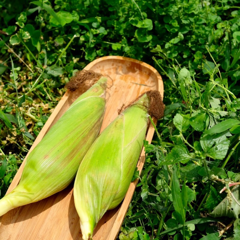 糯米玉米-無毒零農藥栽種