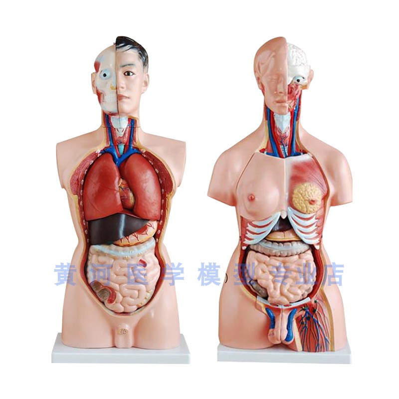 85cm28cm人體軀幹解剖模型器官可拆卸醫學教學心臟內臟模型玩具 AAA3