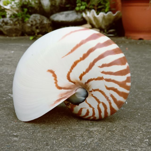 貝殼中的潛水艇 鸚鵡螺
