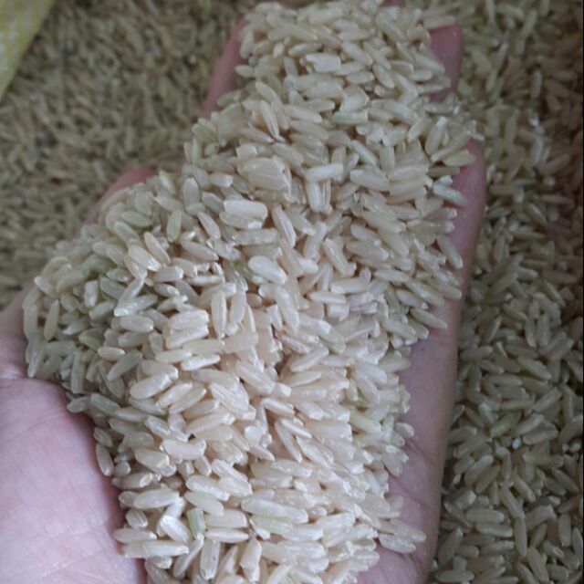 糙米 長 再來糙米 圓 蓬萊糙米再來米 做菜頭粿 600g裝 蝦皮購物
