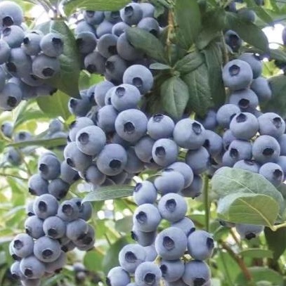 【落地生根】超優惠 藍莓種子 藍莓樹種子 陽臺庭院盆栽當年結果 發芽率高
