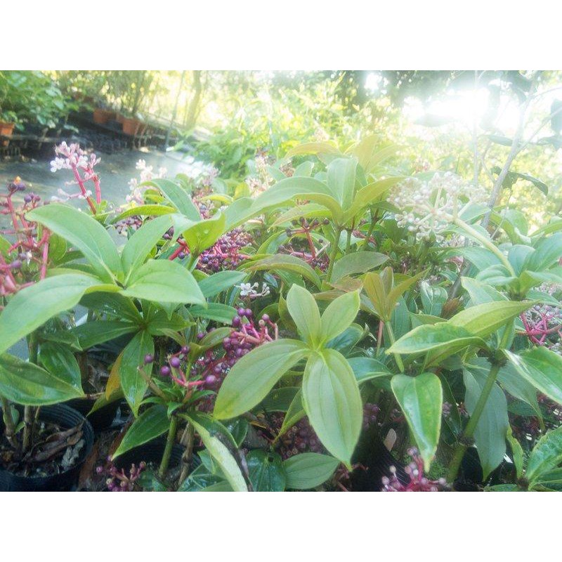 百草園工作室 台灣野牡丹藤 蝦皮購物