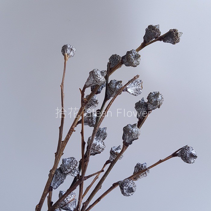 拾花 乾燥花素材尤加利果實 蝦皮購物