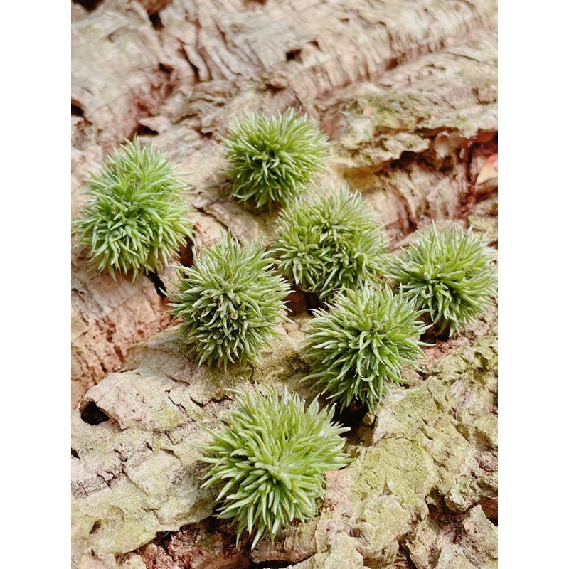 空鳳 泰迪熊 紫羅蘭 Tillandsia aeranthos Teddy Bear