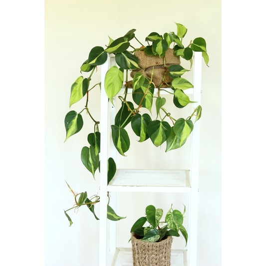 Philodendron hederaceum 'Brasil' 斑葉心葉蔓綠絨