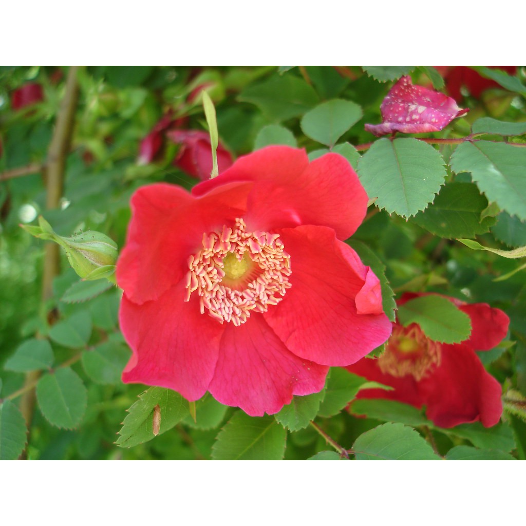 薔薇花苗 優惠推薦 21年1月 蝦皮購物台灣