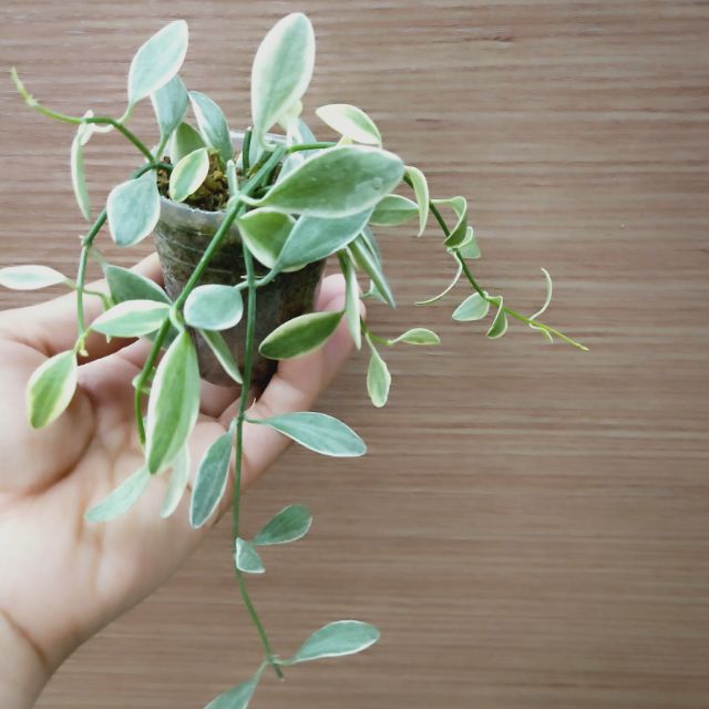 風不動屬dischidia Oiantha Variegata 瓜子藤錦 蝦皮購物