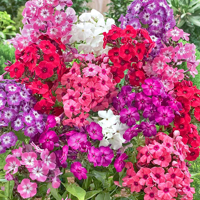 田園 福祿考花卉春夏秋冬四季播種盆栽植物花草花種子陽臺易活庭院植物 蝦皮購物