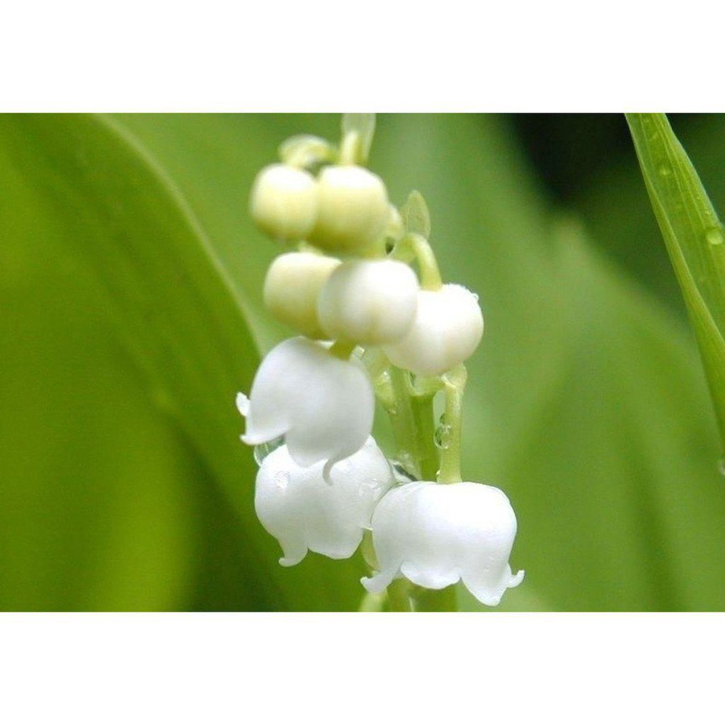 100pcs 袋百合山谷鈴蘭花盆景家花園陽台花籽erip 蝦皮購物