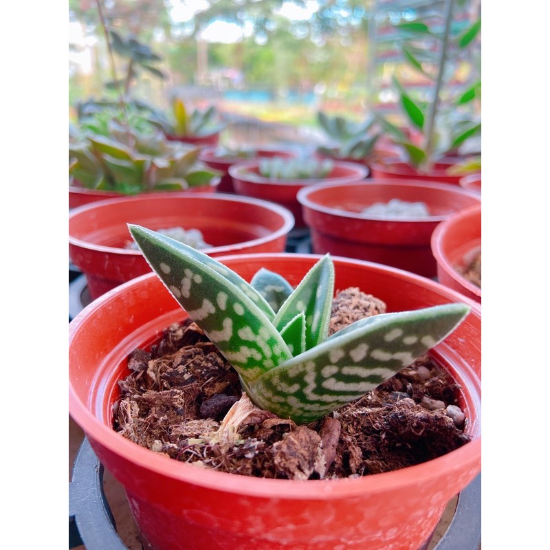 多肉植物 仙人掌 千代田錦 3吋盆 蝦皮購物