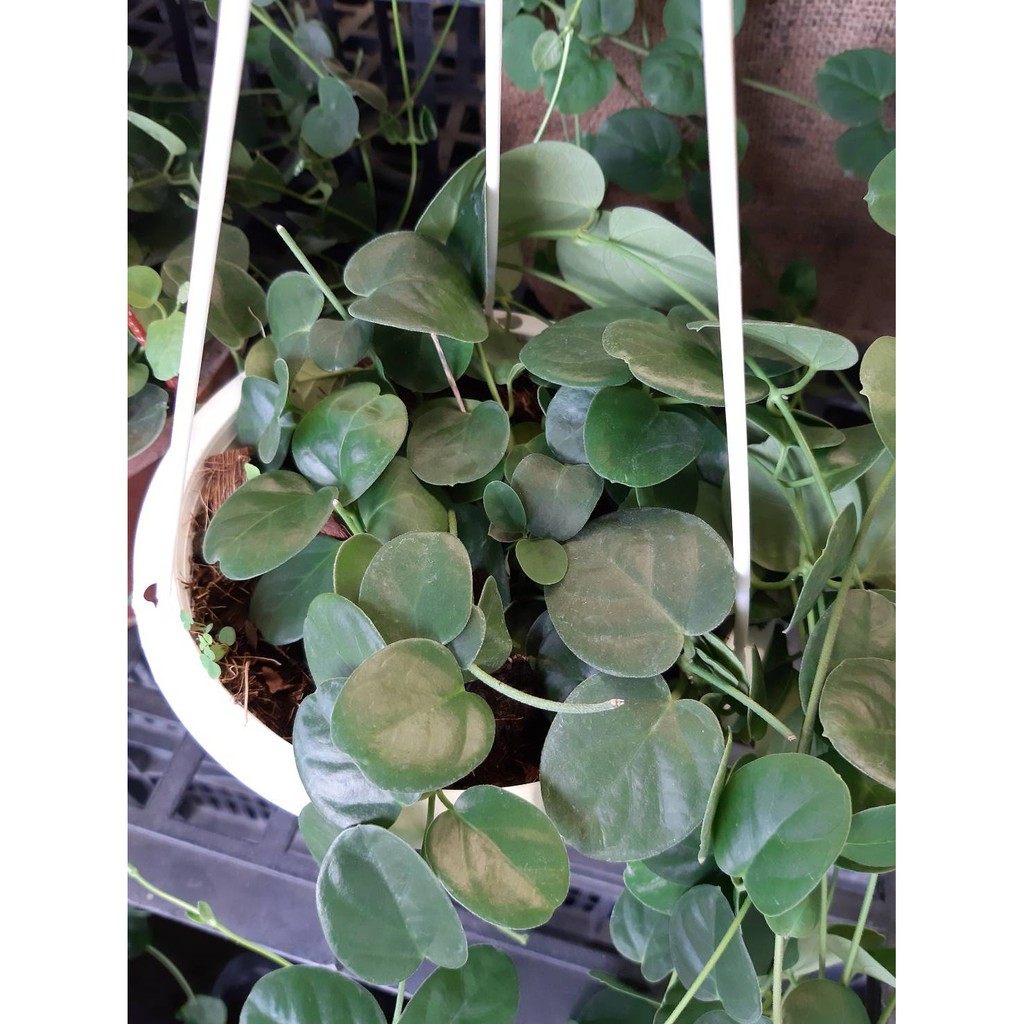 花花世界 多年生蔓性草本 羅蔓 蘇氏歐蔓 綠簾植物 6吋吊盆 30 40公分 Tp 蝦皮購物