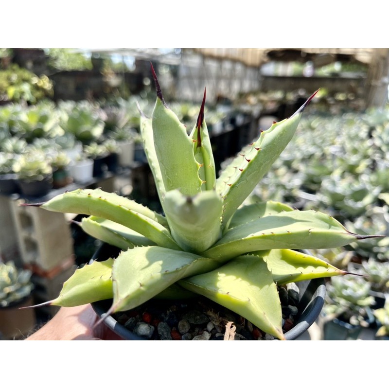 多肉植物 龍舌蘭Agave 《八荒殿_美型短葉》_一物一拍