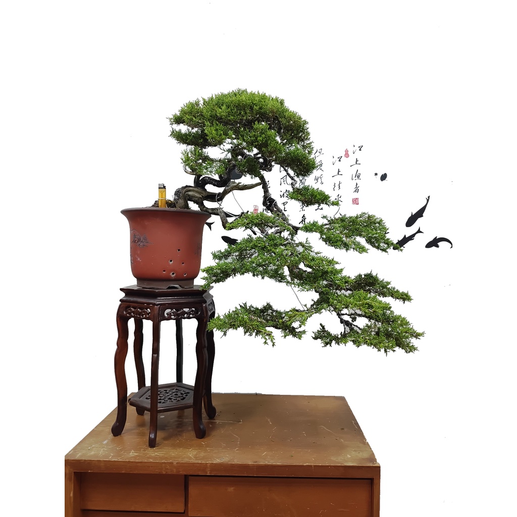 樹横20cm糸魚川真柏懸崖 - 植物/観葉植物