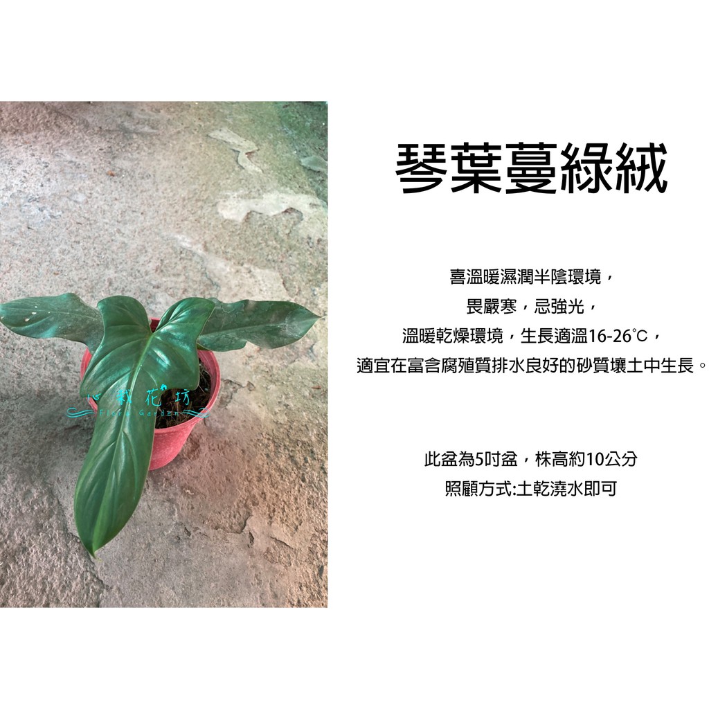 心栽花坊-琴葉蔓綠絨/5吋/綠化植物/室內植物/觀葉植物/售價350特價300