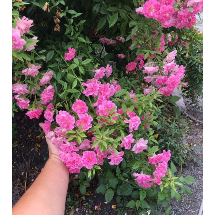 蔓性薔薇的價格推薦 23年1月 比價比個夠biggo