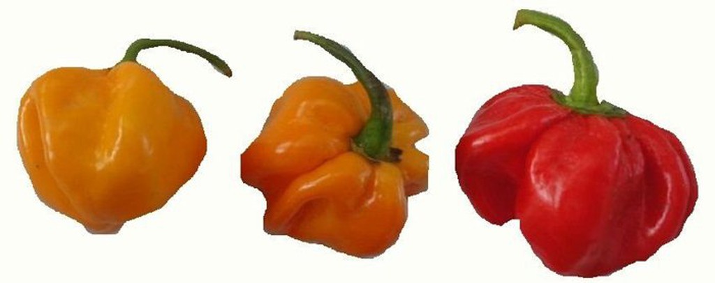 魔鬼椒-黃果 [分包裝種子]黃辣椒 25粒/包 辣度百萬度以上