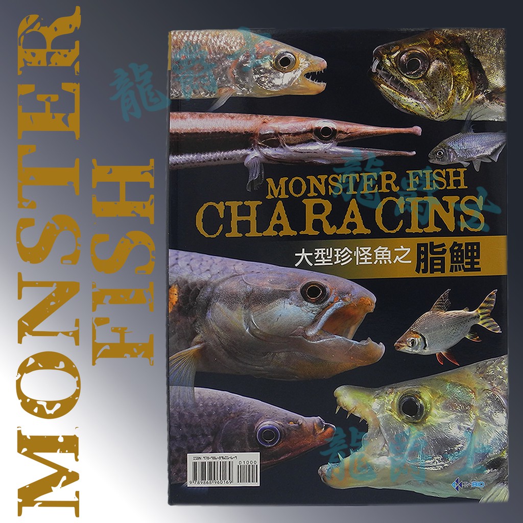 現貨 大型珍怪魚 脂鯉q3 蝦皮購物