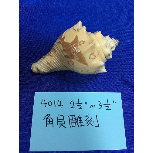 貝殼系列 角貝雕刻 蝦皮購物