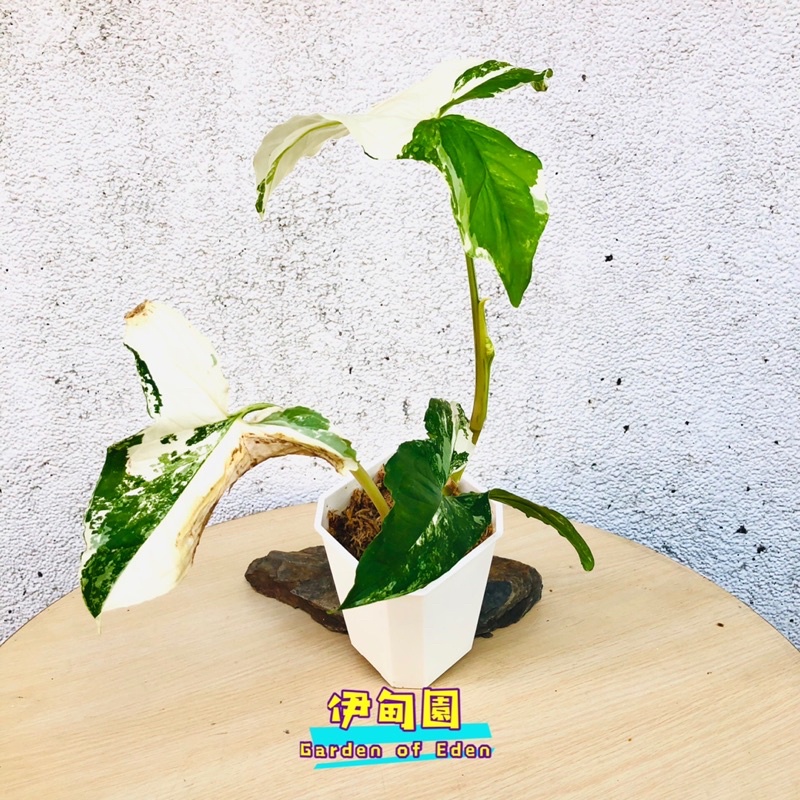 ☘️ 38【斑葉合果芋Syngonium podophyllum 'Variegata'】 5吋方盆 $250