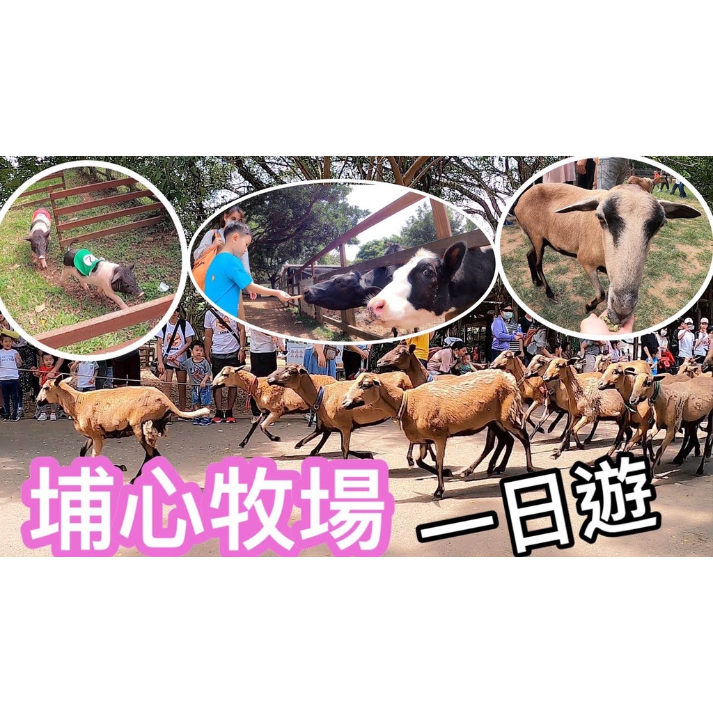 可雅【埔心牧場門票+60元DIY+30元牧場現金抵用券】（板橋，新莊，中壢可面交）