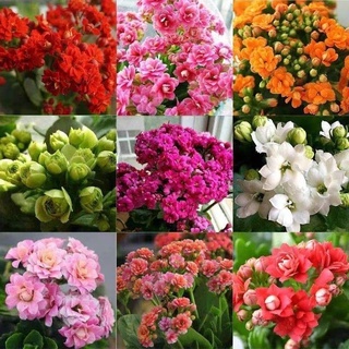 長壽花盆栽優惠推薦 22年10月 蝦皮購物台灣