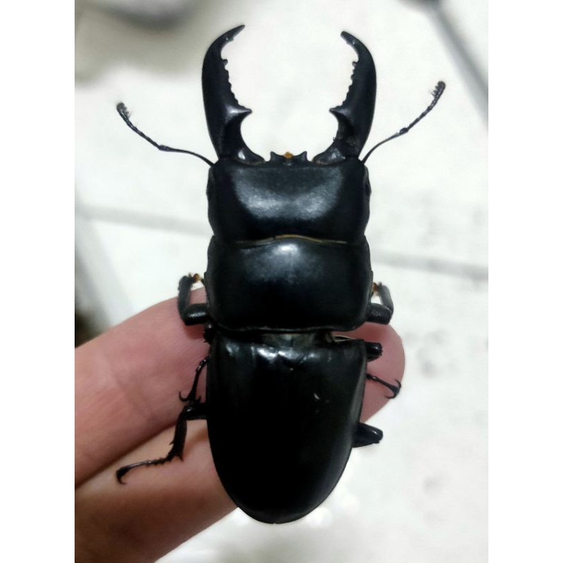 台灣扁鍬形蟲 L2 L3幼蟲 爬蟲飼料 蝦皮購物