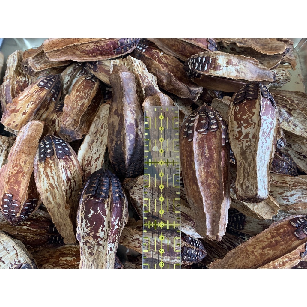 [藤森丸の柑仔店] 天然乾燥的桃花心木軸(莢)8~12cm"無梗"(鸚鵡玩具、藝品、種子、創作、手作材料、教學)